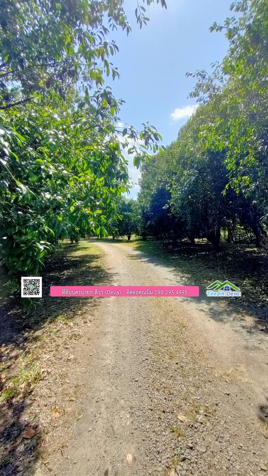 บ้านสวนผลไม้ ใกล้กับแหล่งท่องเที่ยว เจ้าของปลูกมะยงชิด ส้มโอ ต้นกฤษณา 20 ไร่ อยู่ติดถนนสายท่องเที่ยว สาริกา-นางรอง ต.สาริกา อ.เมือง จ.นครนายก