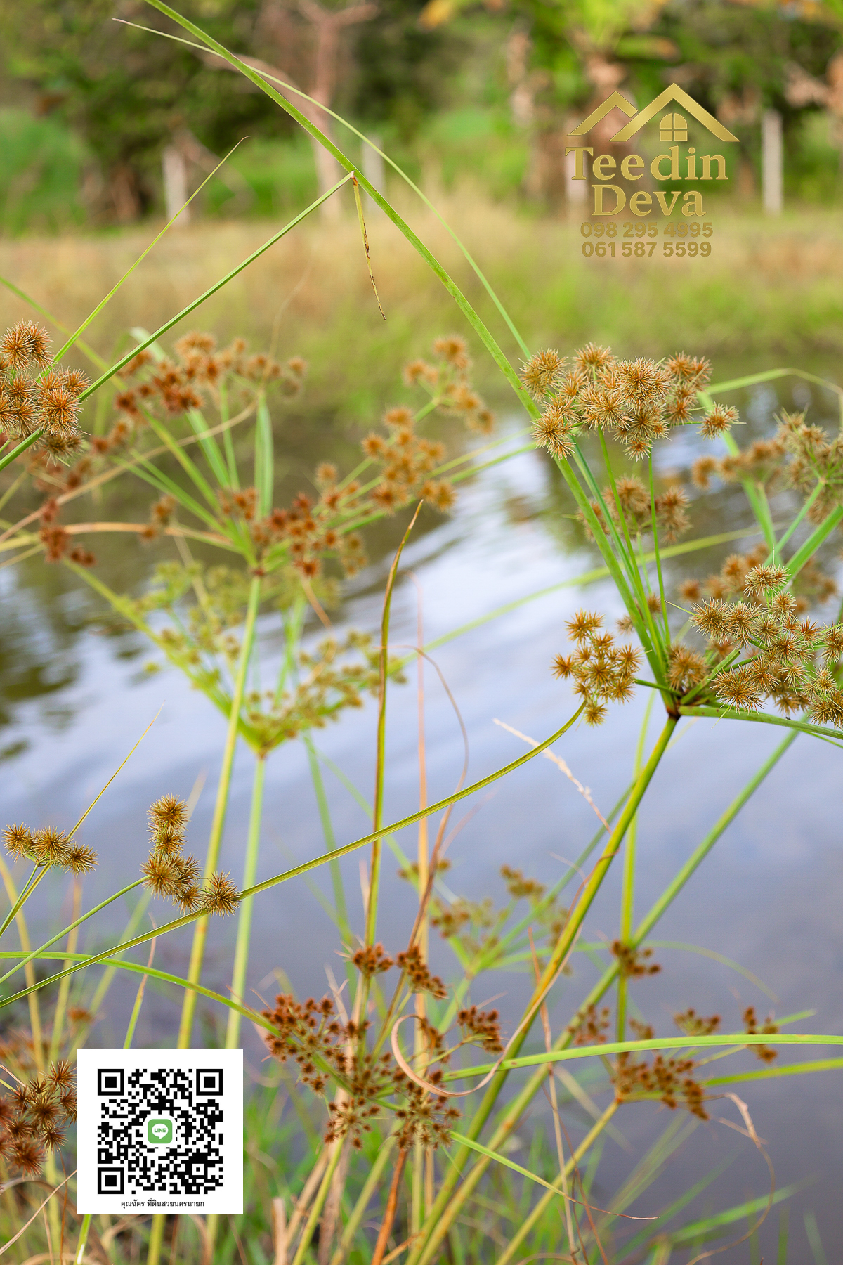 💭 ตื่นเช้าลมเย็น เห็นเขาใหญ่ตรงหน้า... ที่ดินสวนผลไม้ 2 ไร่ 3 งาน ต.นาหินลาด อ.ปากพลี จ.นครนายก