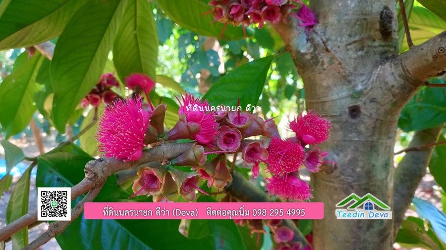 บ้านสวน ผลไม้ วิวอุทยานเขาใหญ่ เนื้อที่ 2 ไร่ 1 งาน อ.ปากพลี จ.นครนายก