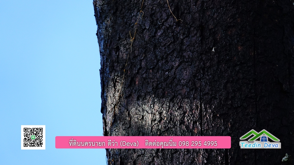 (ðī āļāļīāļāļāļēāļĢāļāļēāļĒ) āļāļĩāđāļāļīāļāļāļāļĢāļāļēāļĒāļ āļāļīāļāļĨāļģāļāļēāļĢ āļāļĨāļđāļāļāļĨāđāļĄāđ 8 āđāļĢāđ 2 āļāļēāļ āļ.āļŠāļēāļĢāļīāļāļē āļ.āđāļĄāļ·āļāļ āļ.āļāļāļĢāļāļēāļĒāļ