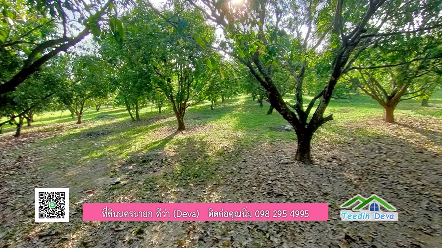 ขายสวนมะยงชิดพันธุ์ทูลเกล้า ขนาด 7 ไร่ ทำเลดีเยี่ยม ติดถนนลาดยาง ต.เขาเพิ่ม อ.บ้านนา จ.นครนายก