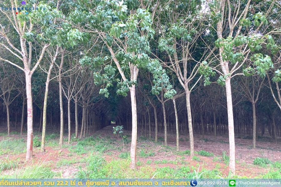 📣 ที่ดินสวย 22.2 ไร่ แปลงยาวสวย ซื้อเก็บลงทุนยาว ปลูกบ้าน ทำการเกษตร ทำสวน เลี้ยงปลาดีมาก ต.คู้ยายหมี อ.สนามชัยเขต จ.ฉะเชิงเทรา The Best ! | โทร. 085-992-9228