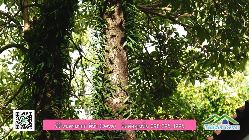 ขายรีสอร์ท ขนาด 10 ไร่ บรรยากาศดี ใกล้แหล่งท่อเที่ยว