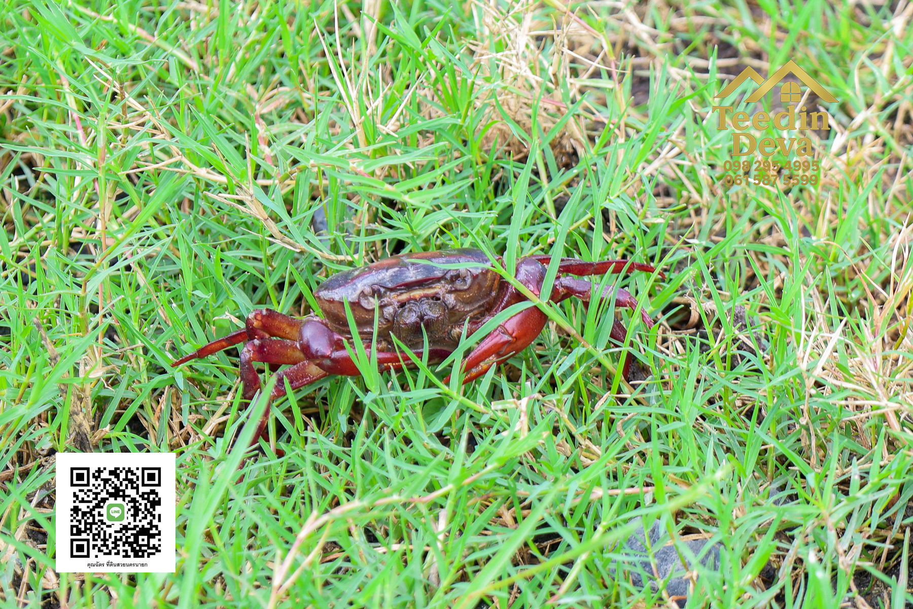 "ที่ดินในฝัน ใกล้ธรรมชาติ 🌿 1 ไร่ 2 งาน – ต.บ้านพริก อ.บ้านนา จ.นครนายก"