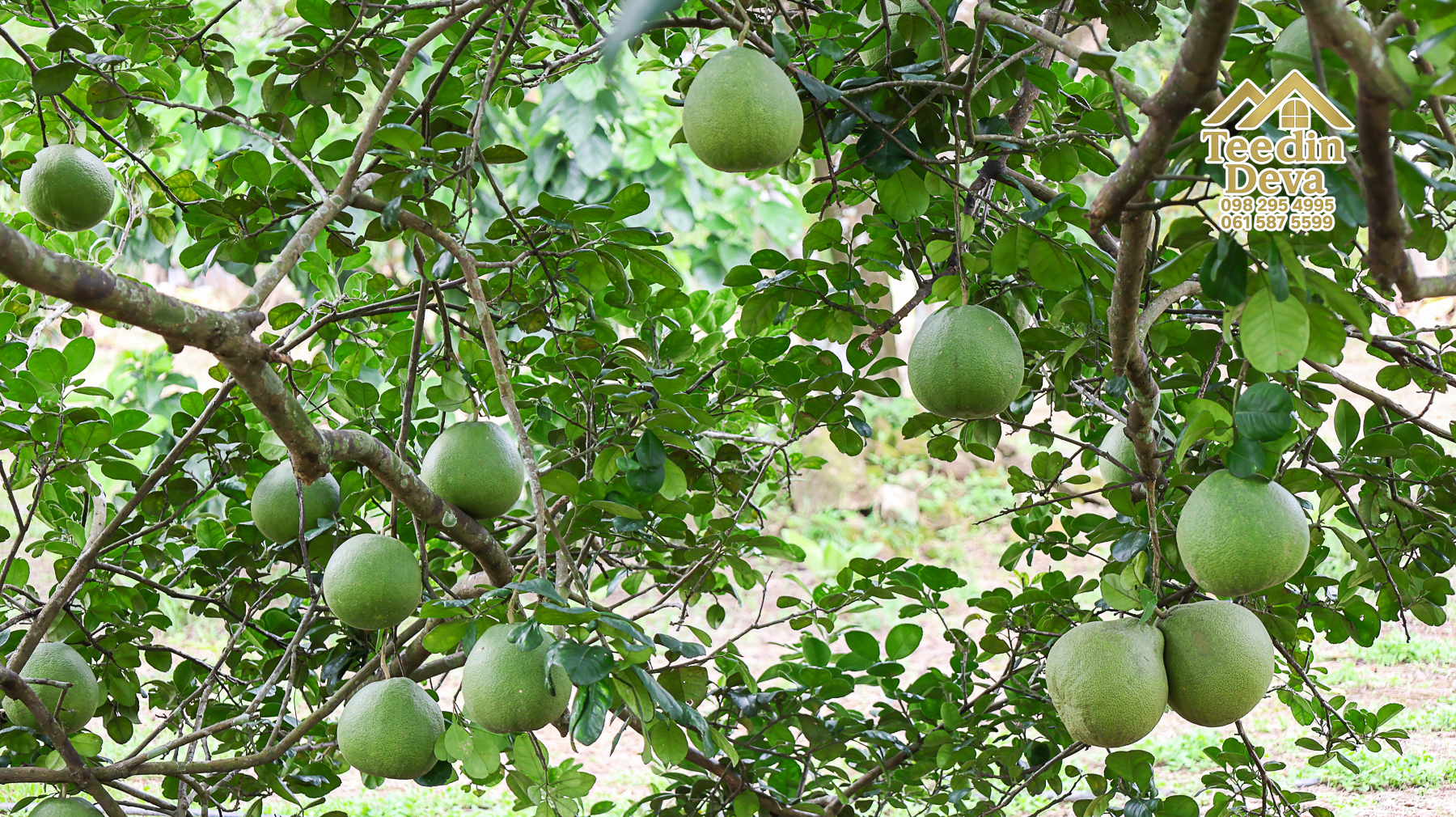 ที่ดินติดภูเขา เนินสวย พร้อมพัฒนารีสอร์ทหรือพูลวิลล่า 1 ไร่ ต.เขาพระ อ.เมือง จ.นครนายก 🏡