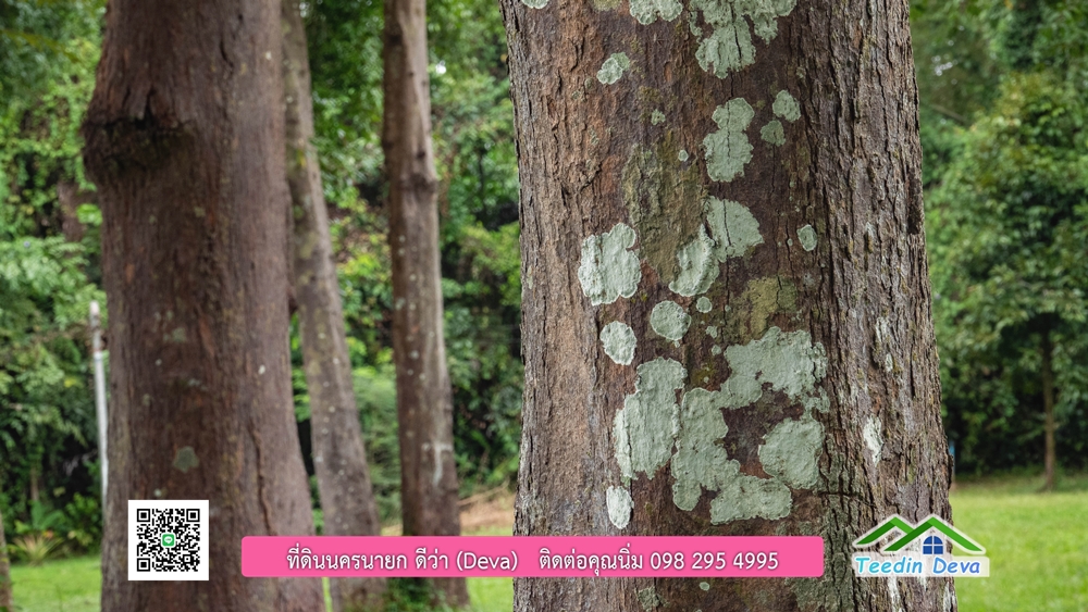 ที่ดินนครนายก ติดแม่น้ำ 14 ไร่ พื้นที่ติดแม่น้ำ 400 เมตร ชมลำธารสวยๆ บรรยากาศสบายๆ ต.สาริกา อ.เมือง จ.นครนายก