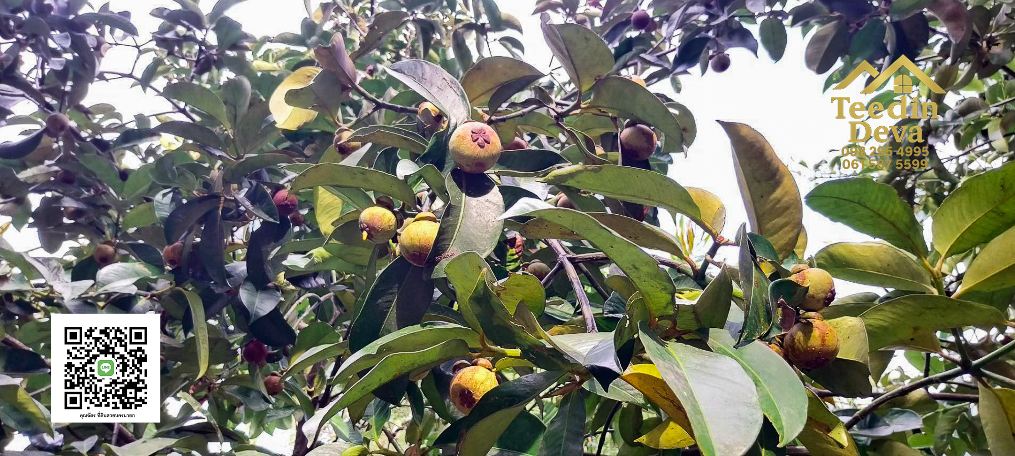 🌿 บ้านสวนในฝัน พร้อมอยู่ ใกล้เขื่อนขุนด่าน เนื้อที่ 1 ไร่ ต.สาริกา อ.เมือง จ.นครนายก 🏡