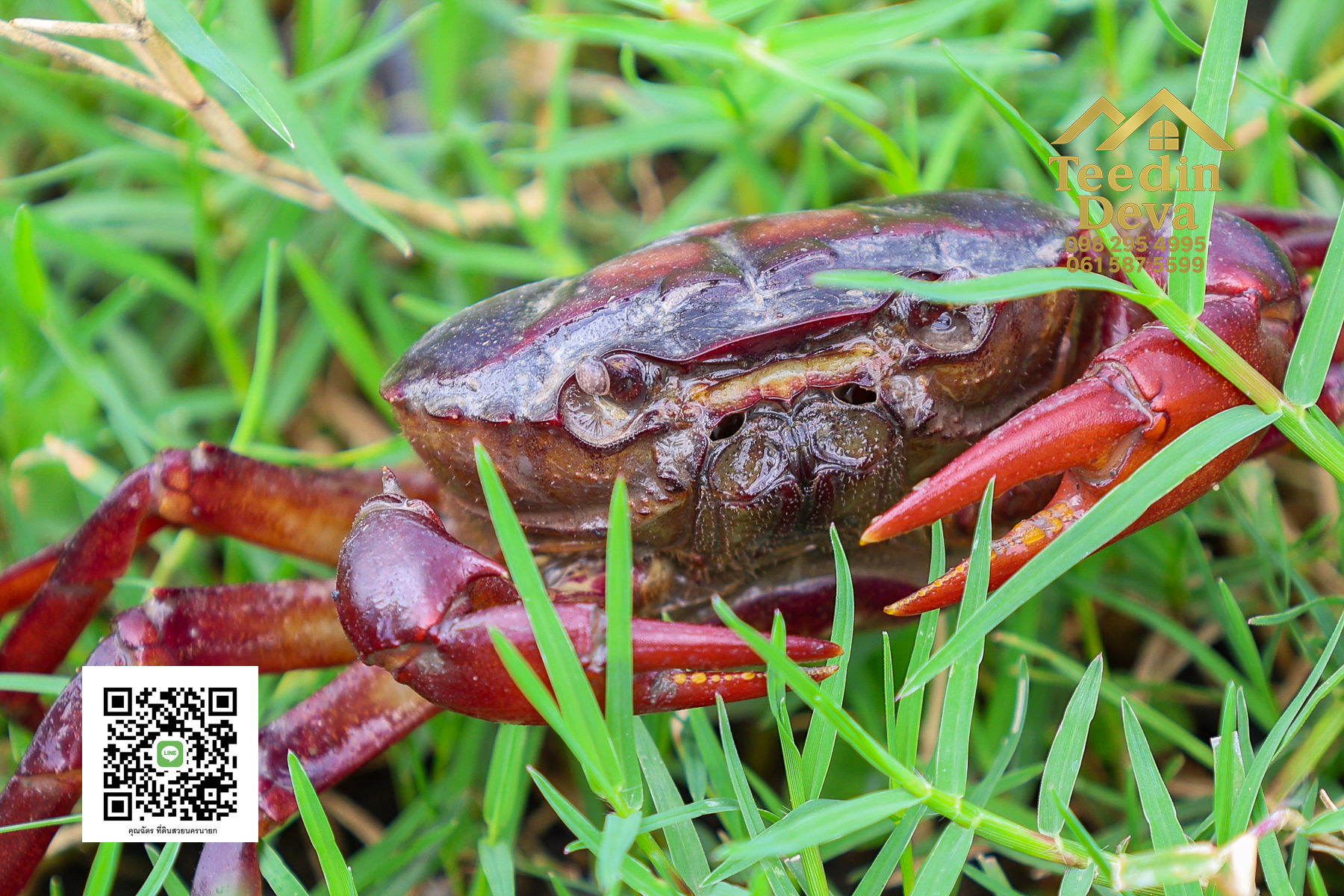 "ที่ดินในฝัน ใกล้ธรรมชาติ 🌿 1 ไร่ 2 งาน – ต.บ้านพริก อ.บ้านนา จ.นครนายก"