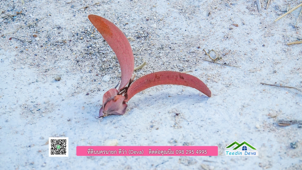 ที่ดินนครนายก แบ่งขายแปลงเล็ก ขนาด 210-803 ตร.ว. ใกล้แหล่งท่องเที่ยวจุดชมวิว