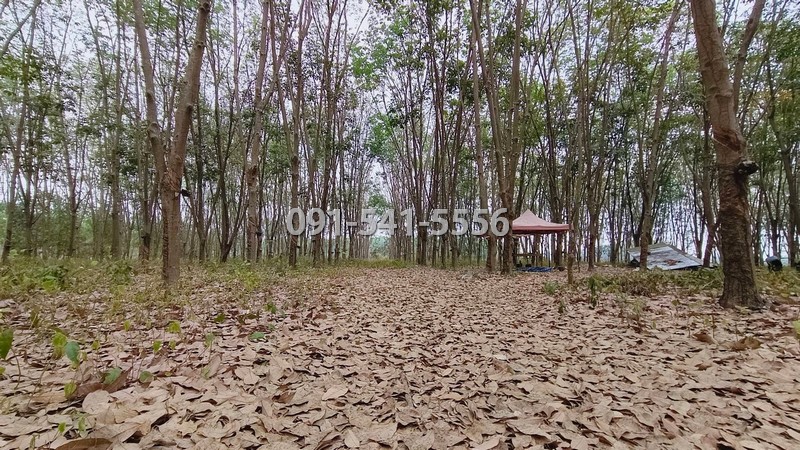 ขายที่ดิน เนื้อที่ 15-0-66.9 ไร่ แม่น้ำคู้ ปลวกแดง ระยอง ใกล้อ่างเก็บน้ำดอกกราย ล้อมรั้วไว้เรียบร้อย