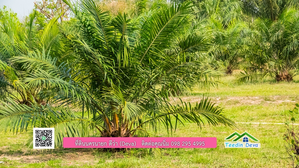 ขายที่ดิน สวนปาล์ม แปลงสวย ทำเลดี เนื้อที่ 11-3-8 ไร่ ให้ผลผลิตแล้ว อ.ปากพลี จ.นครนายก