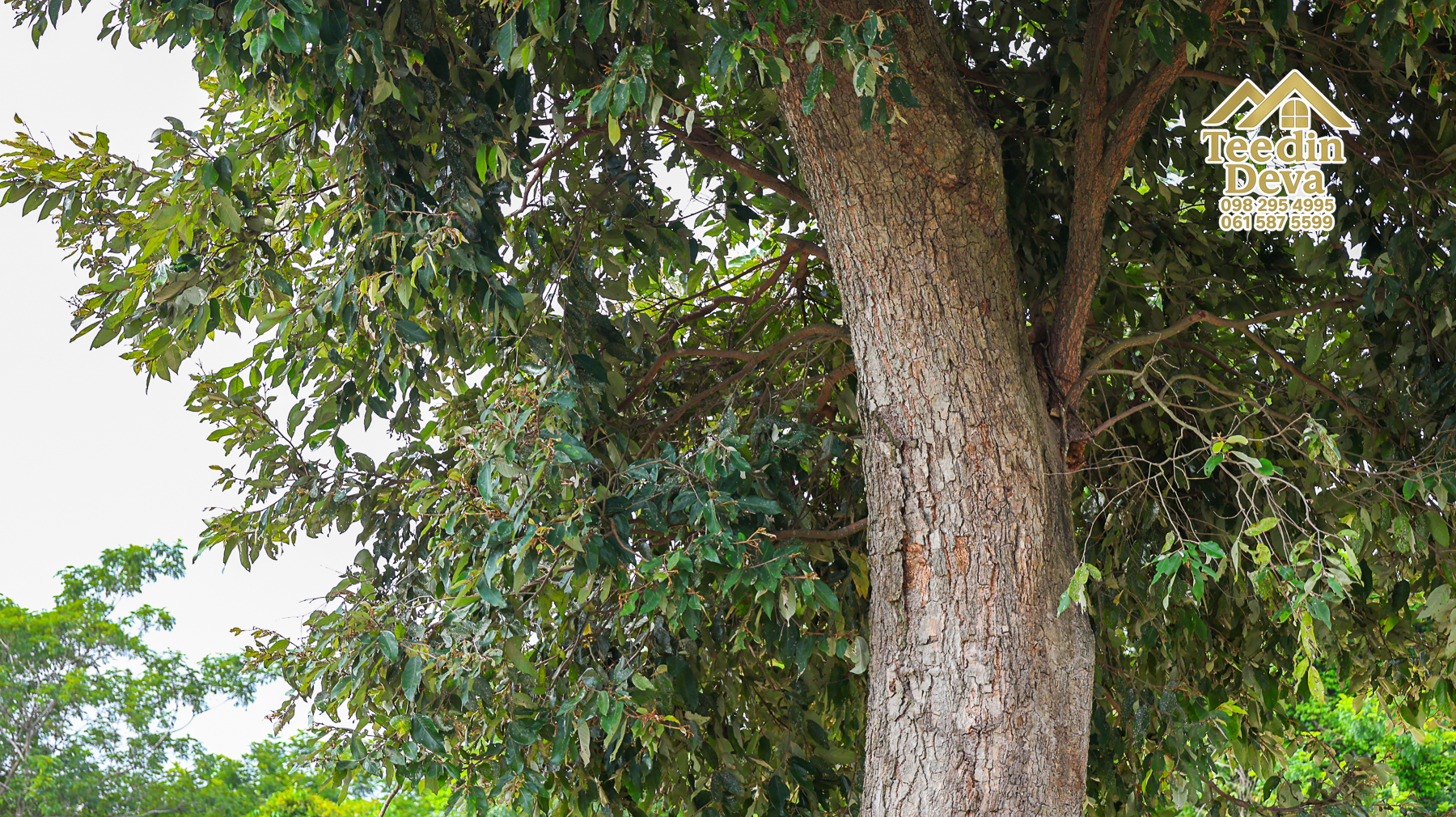 (🔴 ปิดการขาย) เริ่มต้นชีวิตแบบ Slow Life… บนผืนดินอบอุ่นกลางธรรมชาติ ต.ป่าขะ อ.บ้านนา จ.นครนายก