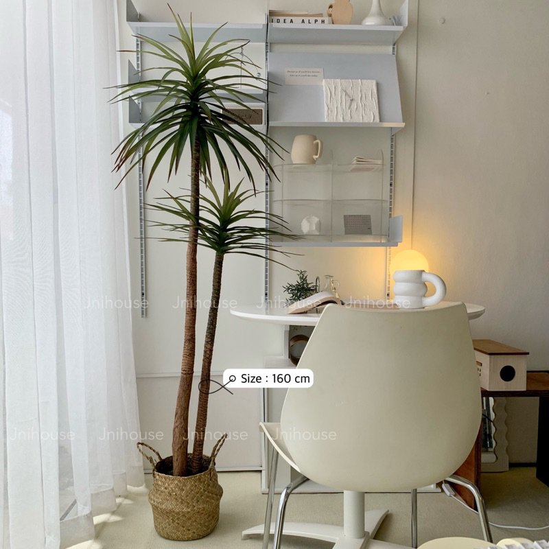 [พร้อมส่ง] Jnihouse : Dragon tree แถมตะกร้าสาน (Dracaena marginata)