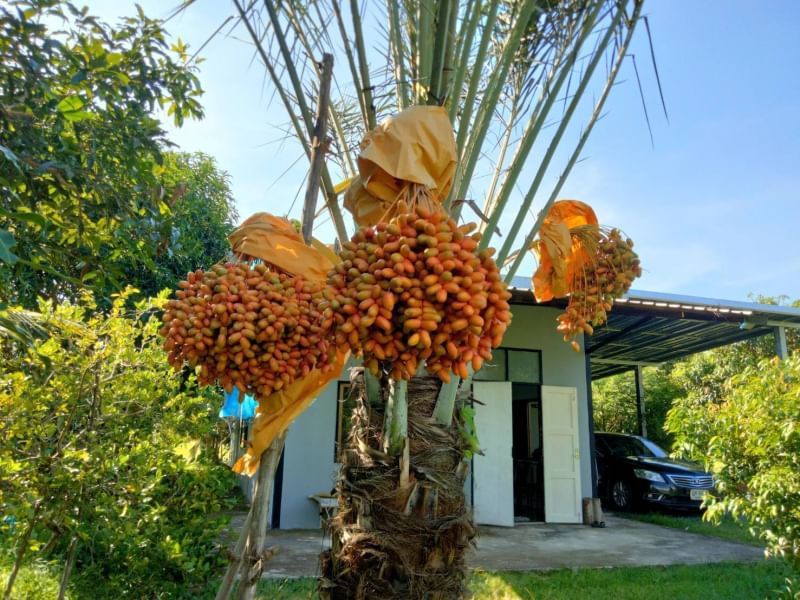 ที่ดินนครนายก บ้านสวนผลไม้ พื้นที่ 1 ไร่ 1 งาน ติดคลองส่งน้ำ ปลูกผลไม้หลากหลาย อ.ปากพลี จ.นครนายก