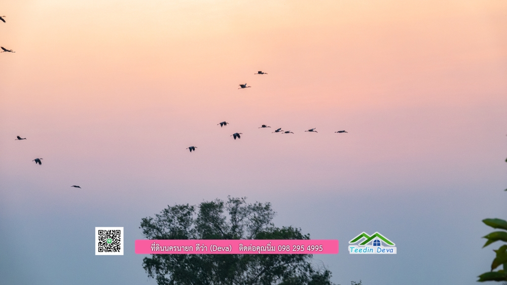 🌿 ที่ดินสวยๆ ขนาด 2 ไร่ พร้อมน้ำไฟ ดินดี น้ำดี อากาศดี มีเพื่อนบ้าน ณ ต.ปากพลี อ.ปากพลี จ.นครนายก