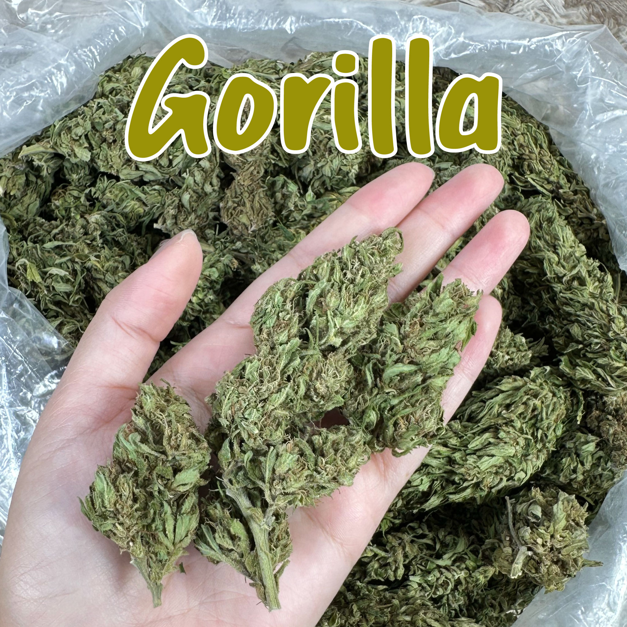 Gorilla