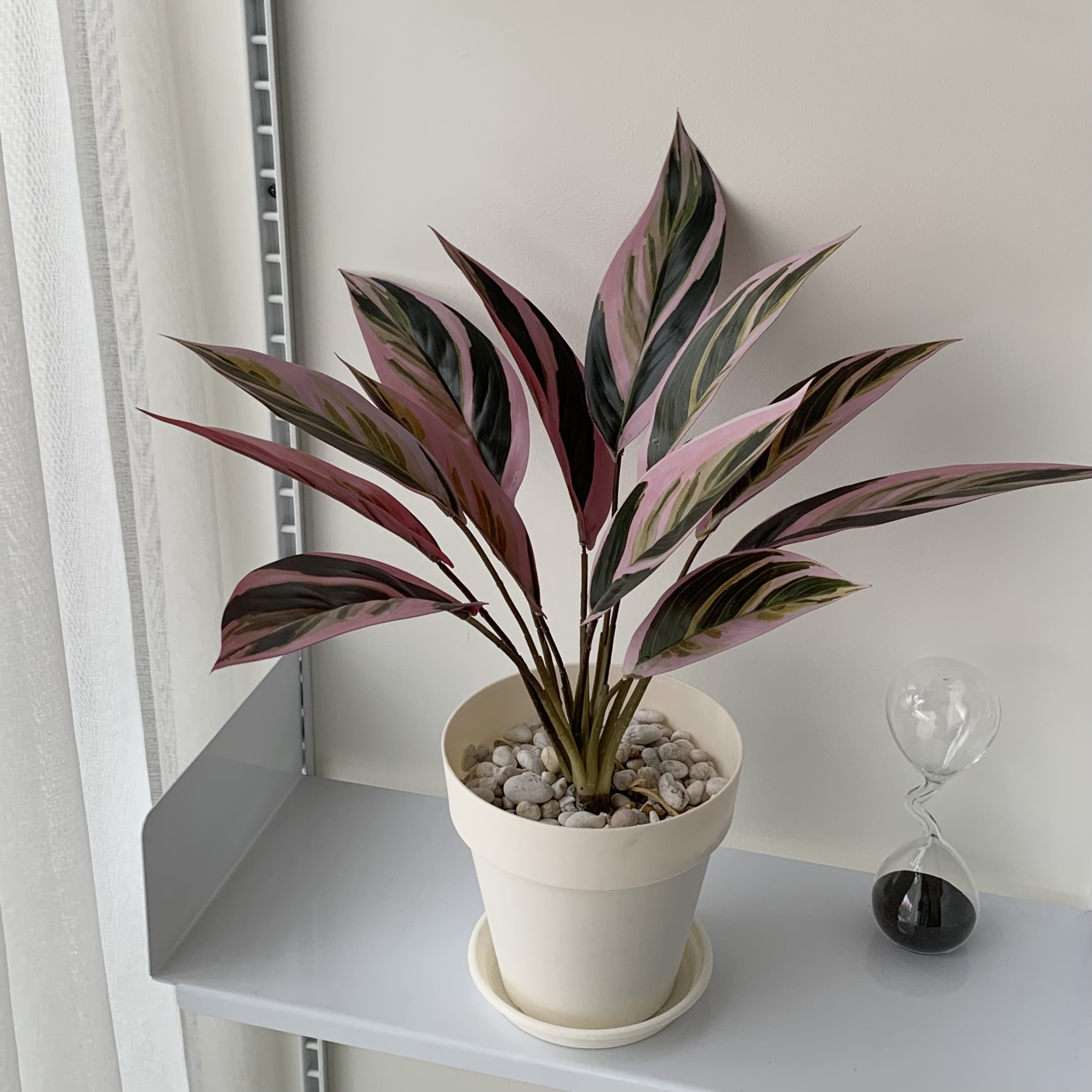 [พร้อมส่ง] Jnihouse : ต้นคล้าปลอม (Calatheas) ต้นไม้ปลอม ต้นไม้ประดับ