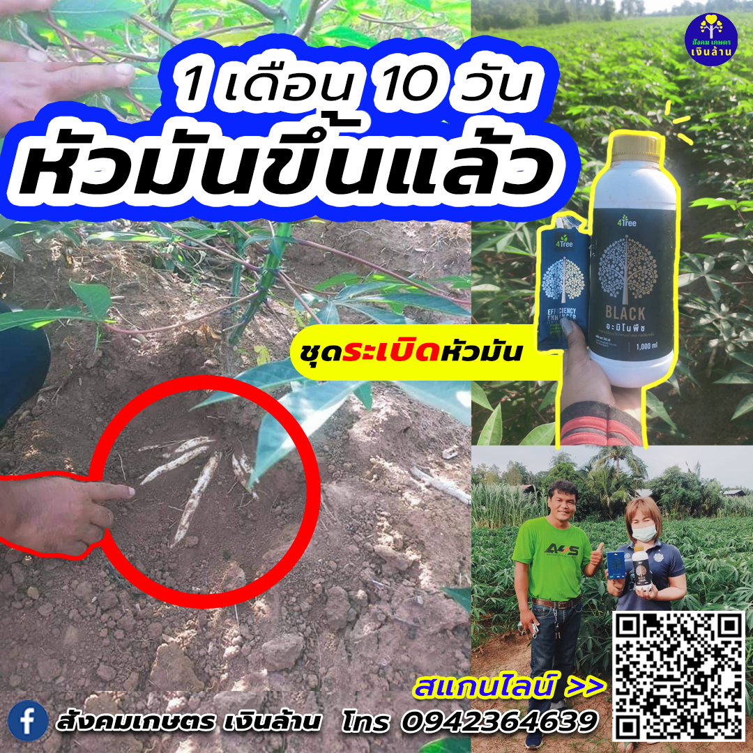อะมิโนพืช แบล็ค Amino BLACK : จุลินทรีย์สำหรับ พืชสร้างแป้ง (4tree)