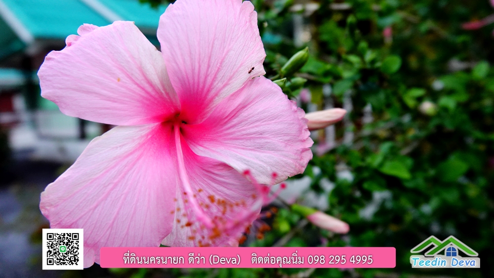 ขายรีสอร์ท ใกล้ โรงเรียนนายร้อย จปร. นครนายก พื้นที่ 3 ไร่ ทำเลดี ด้านหน้าติดถนนลาดยาง ด้านหลังลำคลองธรรมชาติ