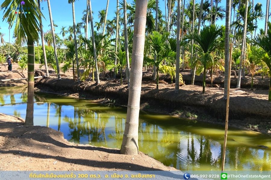 📣 ขายด่วน! ที่ดินเมืองแปดริ้วบรรยากาศสวน 200 ตรว. บรรยากาศดีมาก เหมาะทั้งทำการเกษตร สร้างบ้านอาศัย ต.บางตีนเป็ด อ.เมือง จ.ฉะเชิงเทรา The Best ! | โทร. 085-992-9228