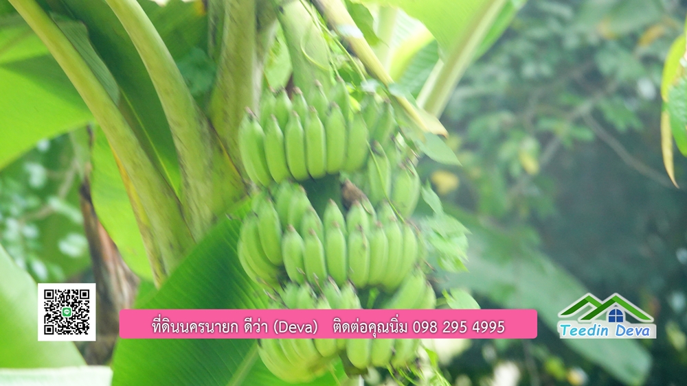 ที่ดินนครนายก สวนผลไม้ พื้นที่ 7 ไร่ ปลูกทุเรียน มังคุด ลองกอง มะยมชิด มีอาคาร 4 หลัง ด้านหน้าถนนสาธารณะ ด้านหลังติดอ่างเก็บน้ำ