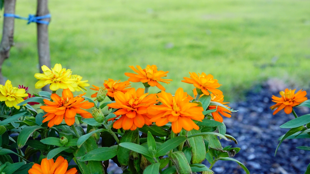 ที่ดินนครนายก โครงการ mountain 6