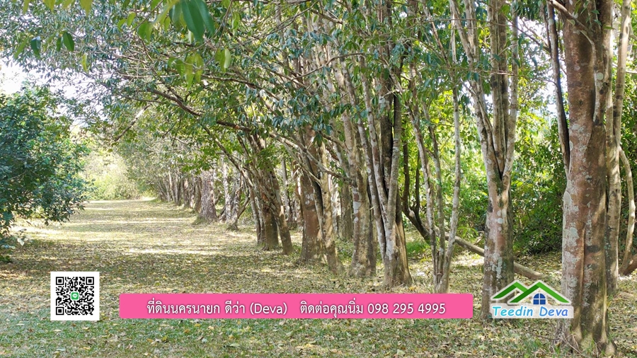 บ้านสวนผลไม้ ใกล้กับแหล่งท่องเที่ยว เจ้าของปลูกมะยงชิด ส้มโอ ต้นกฤษณา 20 ไร่ อยู่ติดถนนสายท่องเที่ยว สาริกา-นางรอง ต.สาริกา อ.เมือง จ.นครนายก