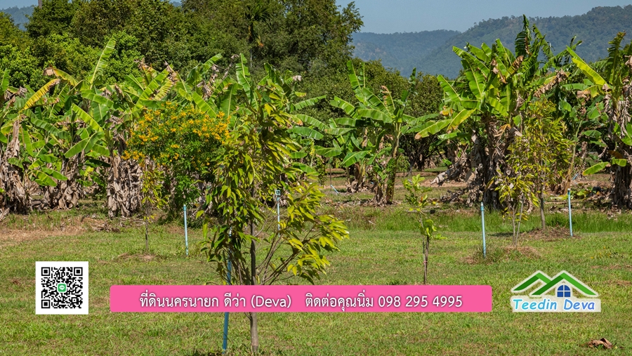 (ติดจอง) ที่ดินนครนายก บ้านสวน พร้อมที่ดิน ขนาด 1 ไร่ 1 งาน วิวภูเขาสวย อยู่ใกล้เขื่อนขุนด่านปราการชล