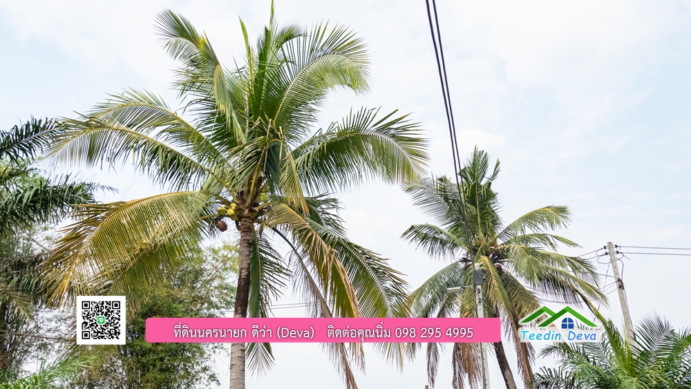 ขายที่ดิน สวนปาล์ม แปลงสวย ทำเลดี เนื้อที่ 11-3-8 ไร่ ให้ผลผลิตแล้ว อ.ปากพลี จ.นครนายก