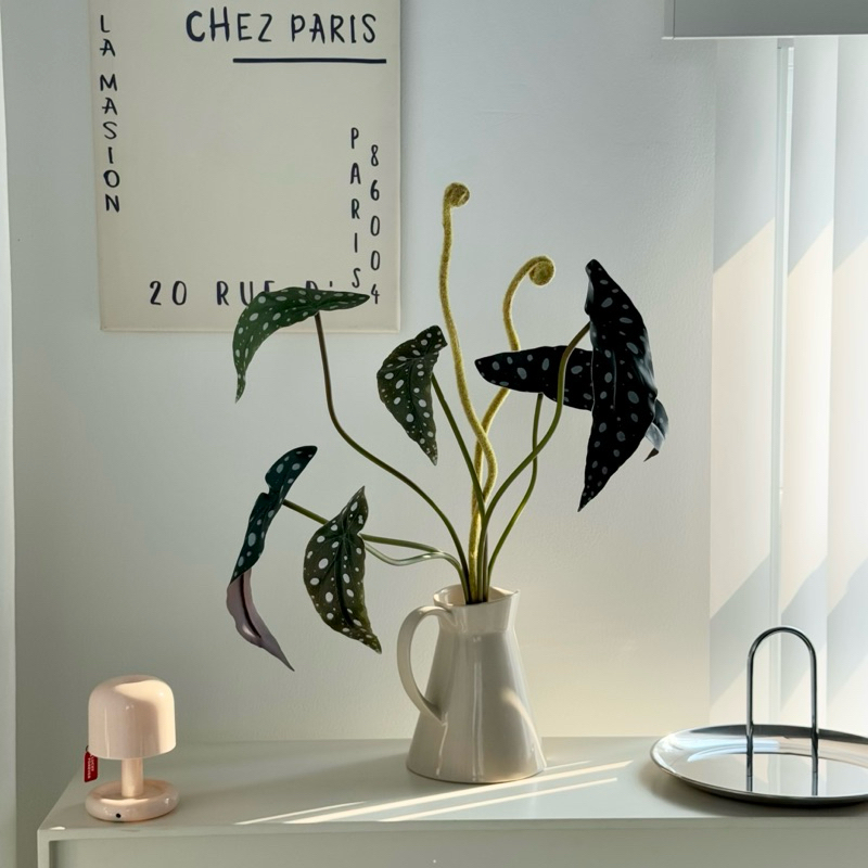 [พร้อมส่ง] Jnihouse : กิ่งบีโกเนียลายจุด (Artificial Begonia Maculata Tree)