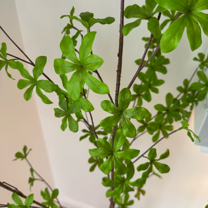 [พร้อมส่ง] Jnihouse : ต้น Japanese Bell ใส่กระถางดำสูง 150 cm