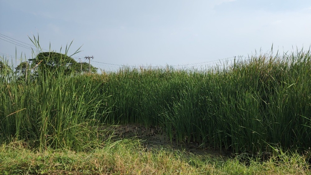 ขายที่ดินเปล่าทำเลยอดนิยมย่านพัฒนาการ ซอย อ่อนนุช 70/1 (N.642)