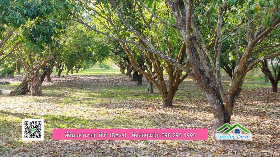 ขายสวนมะยงชิดพันธุ์ทูลเกล้า ขนาด 7 ไร่ ทำเลดีเยี่ยม ติดถนนลาดยาง ต.เขาเพิ่ม อ.บ้านนา จ.นครนายก