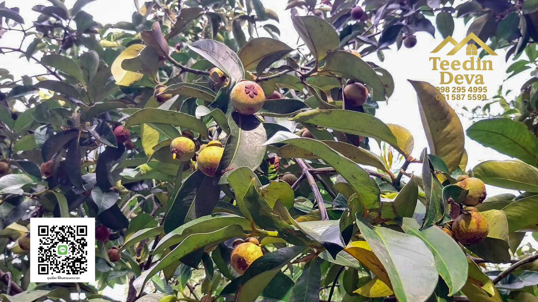 ที่ดินนครนายก สวนผลไม้ ทุเรียน มังคุด พร้อมเก็บเกี่ยว ขนาด 1 ไร่ ต.หินตั้ง อ.เมือง จ.นครนายก