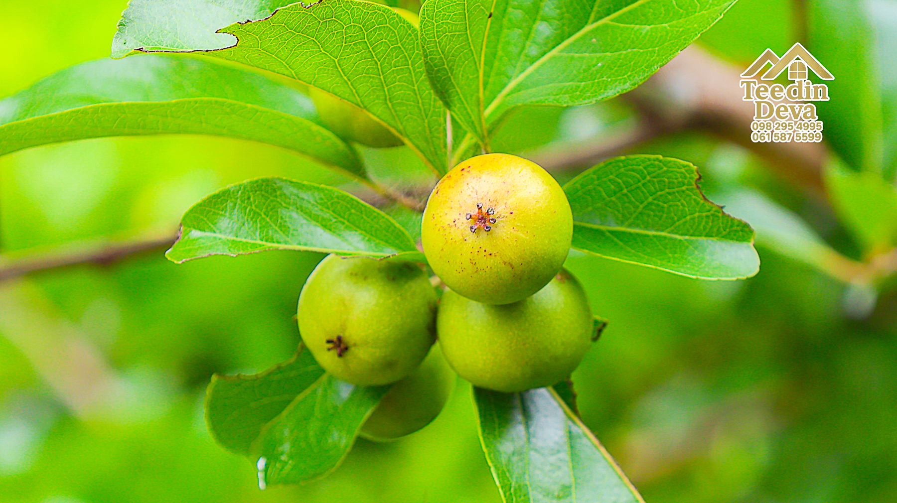 🌤 วิวภูเขาโอบล้อม ความสงบโอบใจ... ที่ดินสวนผลไม้ 120 ตร.ว. ต.หินตั้ง อ.เมือง จ.นครนายก 💛
