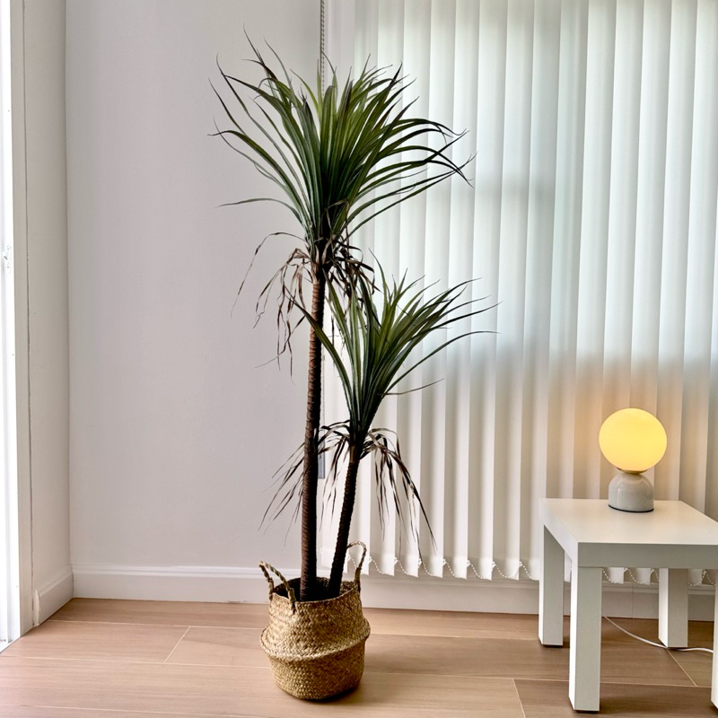 [พร้อมส่ง] : Jnihouse ต้นยุคคาประดิษฐ์ แถมตะกร้าสาน (Yucca Rostrata)(Tree)