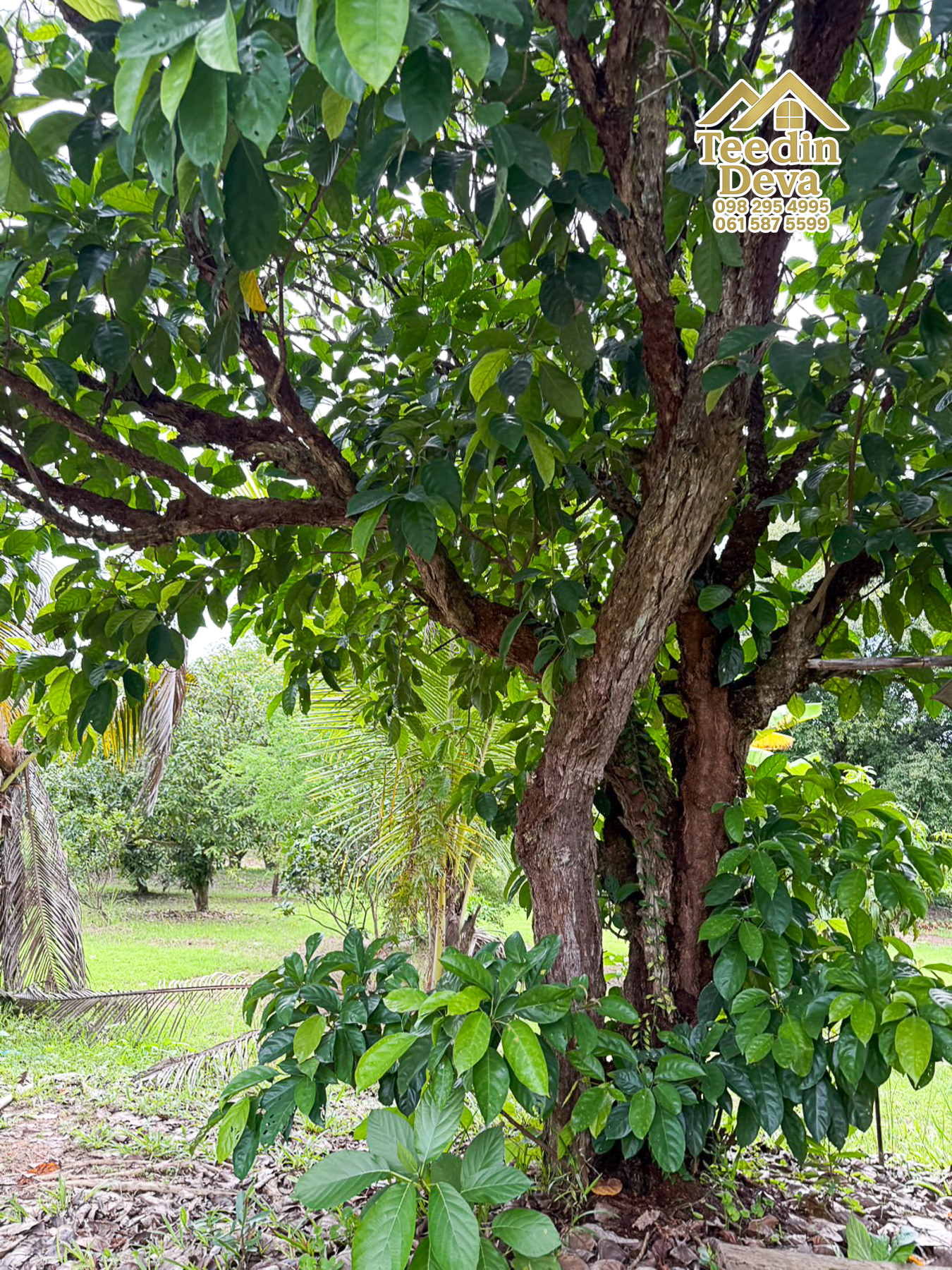 🌿 สวนผลไม้ในฝัน ใกล้เขื่อนขุนด่านปราการชล — 1 ไร่ 12 ตรว. ต.หินตั้ง อ.เมือง จ.นครนายก 🌿