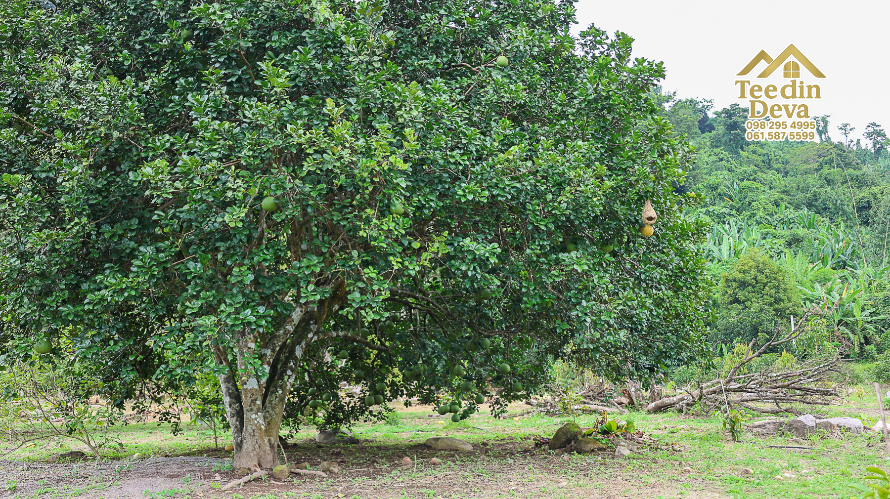 ที่ดินติดภูเขา เนินสวย พร้อมพัฒนารีสอร์ทหรือพูลวิลล่า 1 ไร่ ต.เขาพระ อ.เมือง จ.นครนายก 🏡