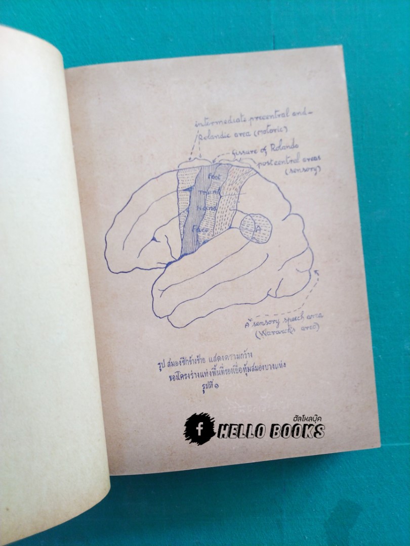 ตำราดูลายมือ และวิจารณ์ทางจิต