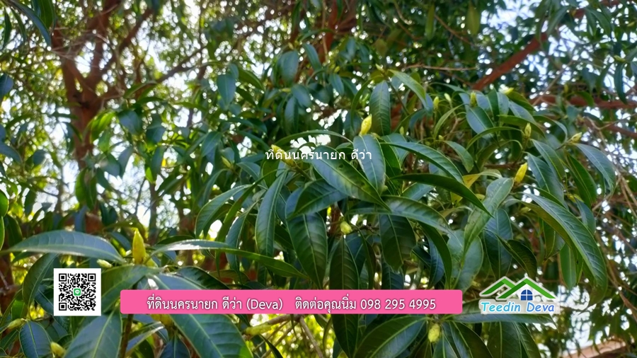 บ้านสวน ผลไม้ วิวอุทยานเขาใหญ่ เนื้อที่ 2 ไร่ 1 งาน อ.ปากพลี จ.นครนายก