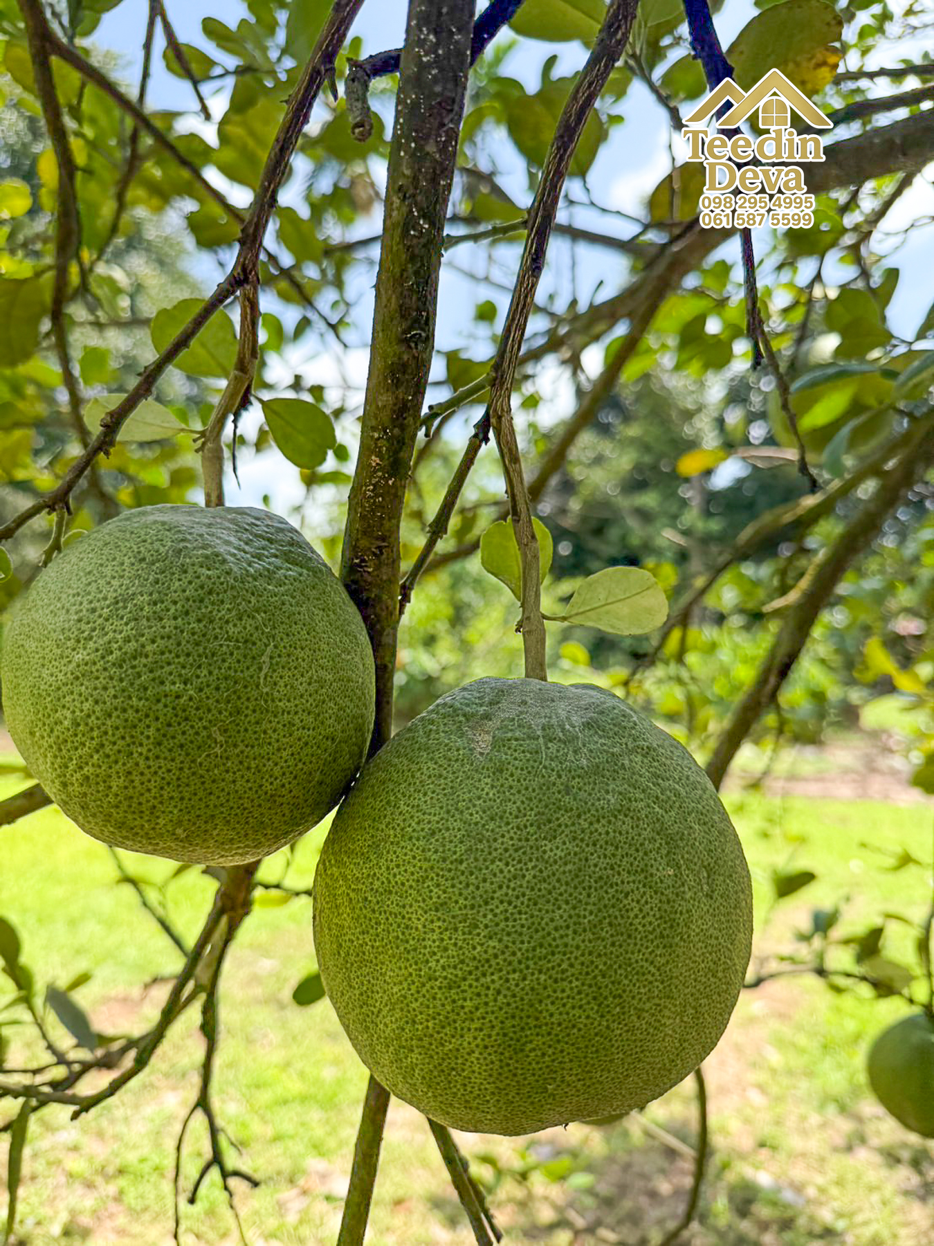 🌿 สวนผลไม้ในฝัน ใกล้เขื่อนขุนด่านปราการชล — 1 ไร่ 12 ตรว. ต.หินตั้ง อ.เมือง จ.นครนายก 🌿