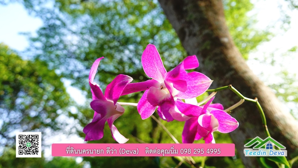 ขายรีสอร์ท ขนาด 10 ไร่ บรรยากาศดี ใกล้แหล่งท่อเที่ยว