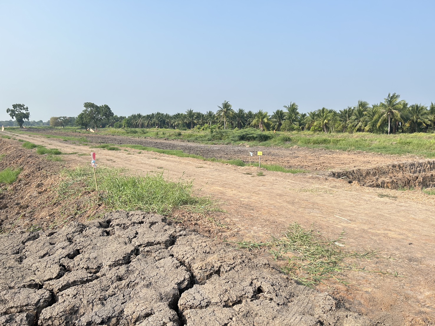 📢 ที่ดินแบ่งขายทำเลดี คลอง 11 หนองเสือ ปทุมธานี (รพีพัฒน์ เฟส 3) 🎗️