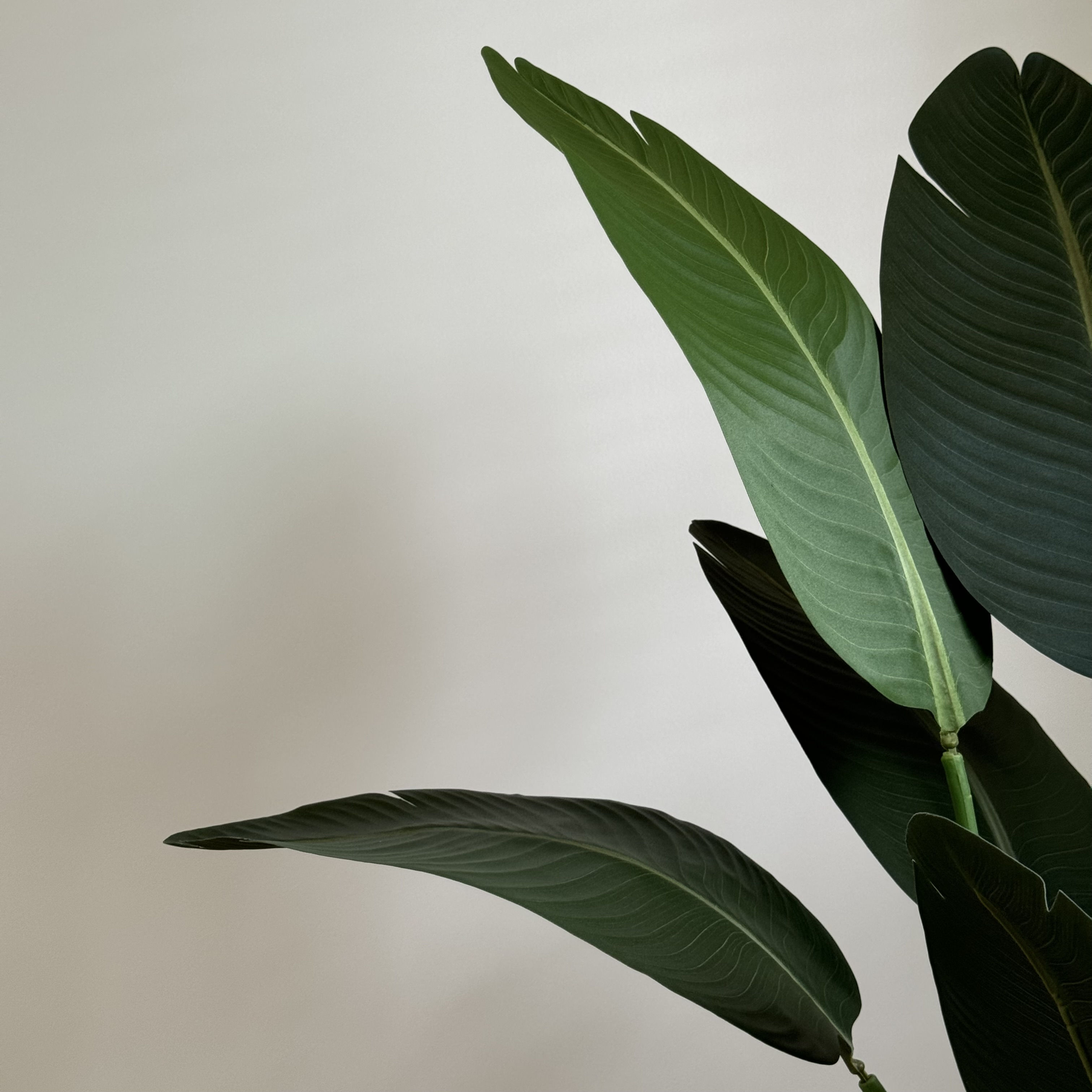 [พร้อมส่ง] Jnihouse : ต้นปักษาสวรรค์ (Bird of Paradise) ต้นไม้ปลอม ต้นไม้ประดับ