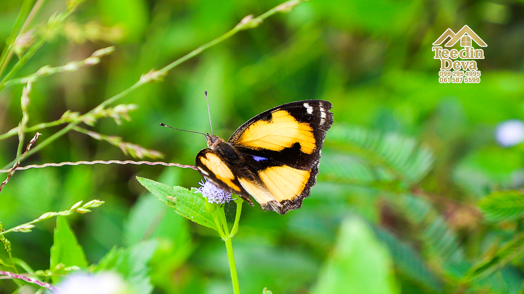 🌤 วิวภูเขาโอบล้อม ความสงบโอบใจ... ที่ดินสวนผลไม้ 120 ตร.ว. ต.หินตั้ง อ.เมือง จ.นครนายก 💛