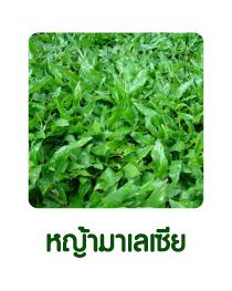 หญ้ามาเลเซีย