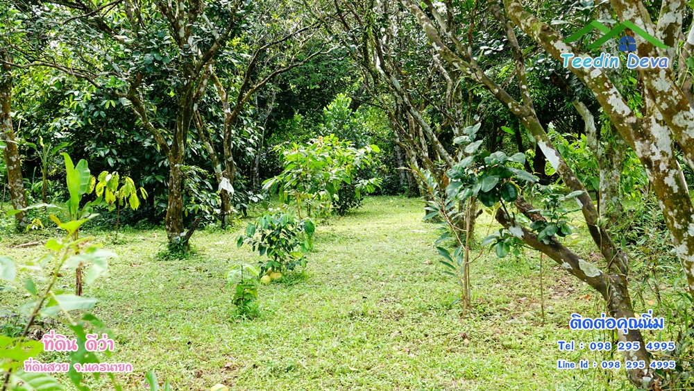 ที่ดินนครนายก สวนผลไม้ 2 ไร่ มีต้นพะยูง ต้นสักทอง ทุเรียน กาแฟ อยู่ใกล้เขื่อนขุนด่าน ต.สาริกา อ.เมือง จ.นครนายก