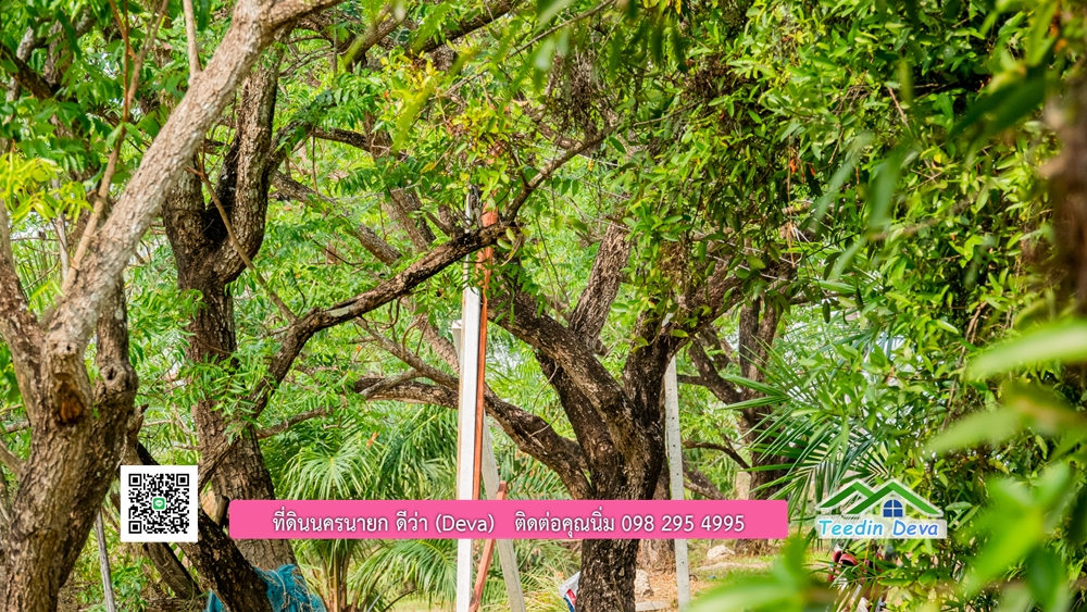 ขายที่ดิน สวนปาล์ม แปลงสวย ทำเลดี เนื้อที่ 11-3-8 ไร่ ให้ผลผลิตแล้ว อ.ปากพลี จ.นครนายก