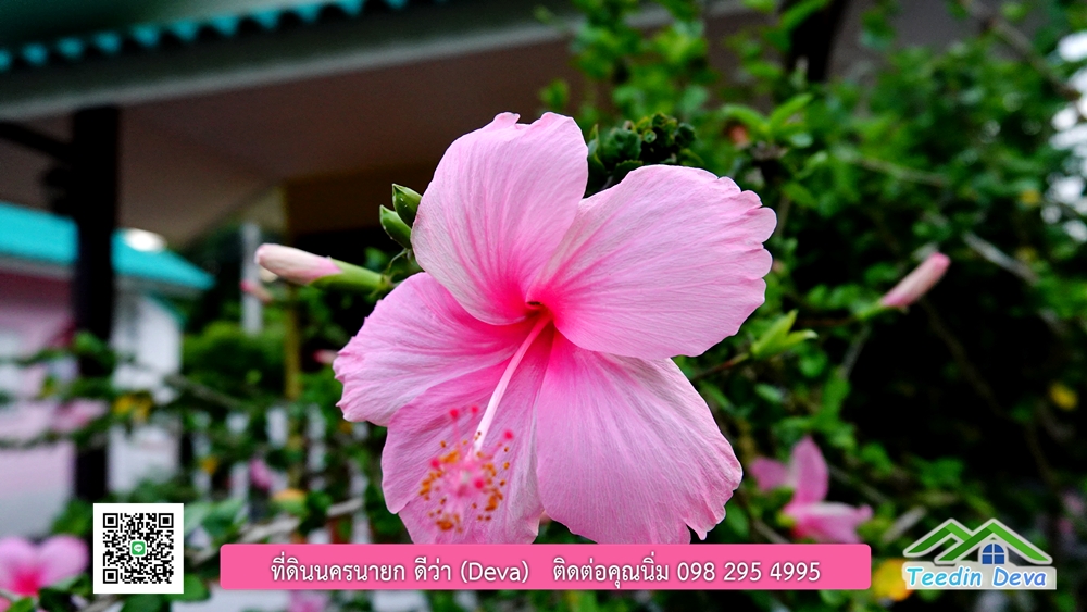 ขายรีสอร์ท ใกล้ โรงเรียนนายร้อย จปร. นครนายก พื้นที่ 3 ไร่ ทำเลดี ด้านหน้าติดถนนลาดยาง ด้านหลังลำคลองธรรมชาติ