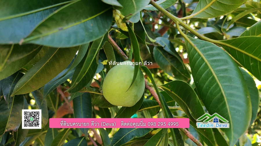 บ้านสวน ผลไม้ วิวอุทยานเขาใหญ่ เนื้อที่ 2 ไร่ 1 งาน อ.ปากพลี จ.นครนายก